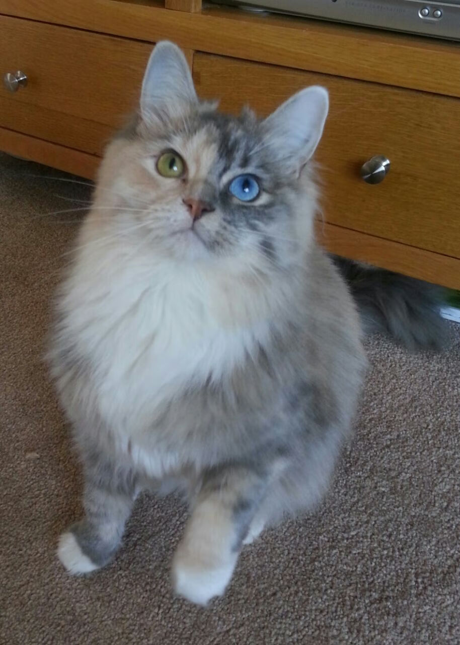 开云体育APP下载-从0-3到4-3！帕尔默爆发的背后，是沙特连续得分如何彻底压制西班牙？